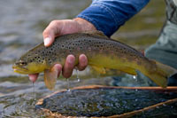 Excellent fishing in the nearby Aspy River